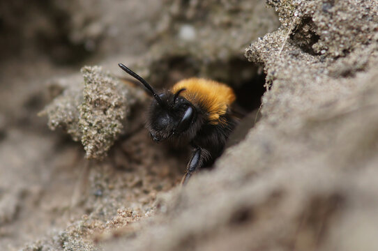 Closeup on a female Clarke's mining bee, Andrena clarkella leaving her underground nest
