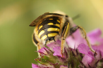 Closeup on the typical thorns on the back of a male European woolcarder solitary, bee Anthidium manicatum
