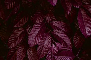 Full Frame of Purple Leaves Pattern Background, Nature Lush Foliage Leaf Texture, tropical leaf	
