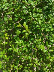 green leaves background