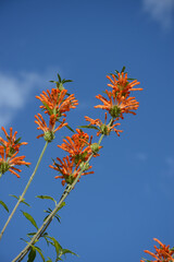 カエンキセワタ