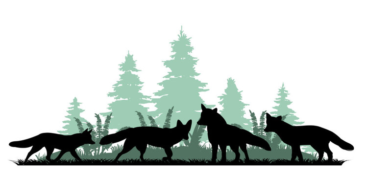 Flock of foxes at edge of coniferous forest. Animal silhouette. Wild life picture. Isolated on white background. Vector.