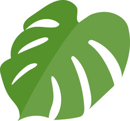 monstera leaf