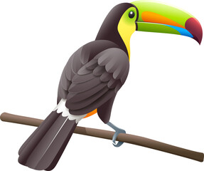 Toco toucans