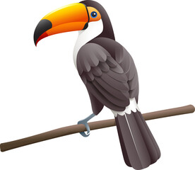 Toco toucans