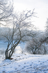 sunny landscape near the river in the frosty park