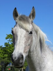 Fototapeta premium Cheval