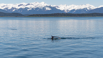 Fototapeta premium Alaskan Beauty