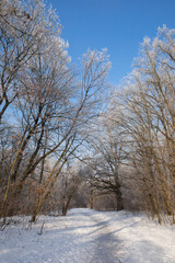 A bright sunny morning in a snowy forest