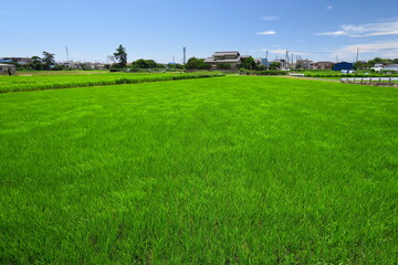 風に吹かれる近郊の青田風景