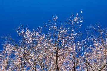 城峰公園の冬桜