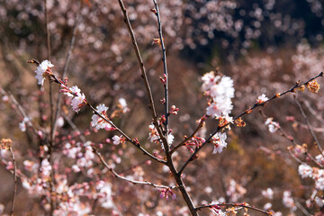 城峰公園の冬桜