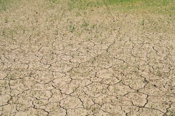 初夏の若草生える休耕地