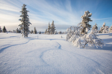 Winter landscape in Pallas Yllastunturi National Park, Lapland, Finland