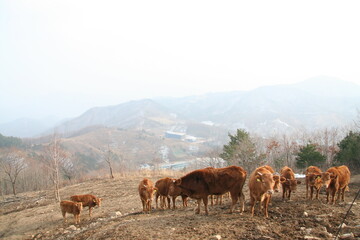 한국의 황소, Korean bulls, Bull, 동물, animal, 강원도, 태백, Gangwon-do