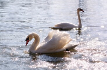 Naklejka na ściany i meble White beautiful Swan opening his Wings