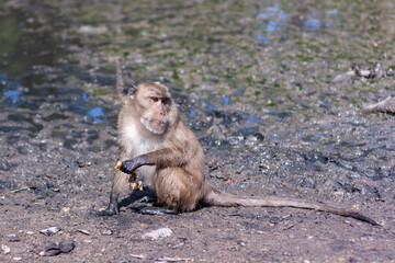 Macaque monkey sits in the mud with banana skin. Selective focus, blurred background. Side view. Horizontal.