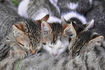 Portrait of a young cats 