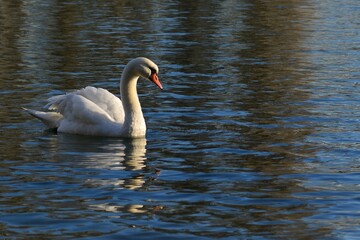 White beautiful Swan opening his Wings
