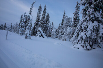 Winter landscape in Pallas Yllastunturi National Park, Lapland, Finland