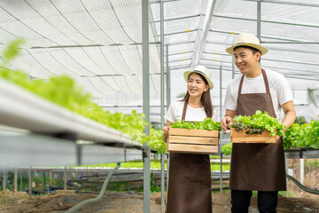 Asian family father, mother and daughter picking vegetables. Happy inspecting your own hydroponic vegetable garden.	