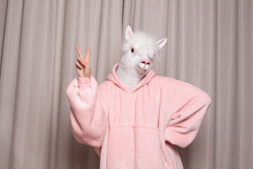 Person with lama head showing piece sign on studio wall background