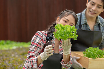 closeup vegetable in hand woman, vegetable organic farm agriculture garden greenhouse. ingredient, harvesting, hydroponic farm.