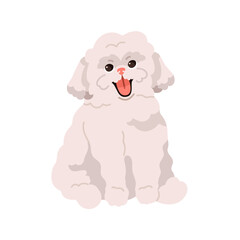 Cute small toy dog of Bichon frize breed. Happy fluffy puppy. Smiling adorable funny pup. Purebred little canine animal, lovely sweet doggy. Flat vector illustration isolated on white background