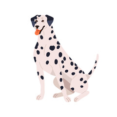 Dalmatian breed, cute spotted dog. Happy purebred doggy sitting. Friendly pretty canine animal with bicolor plain coat, spotty pattern. Flat vector illustration isolated on white background