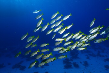 Shoal of colorful fish in the tropical coral reef. Schools of fish in coral reefs. Corals, shoals...