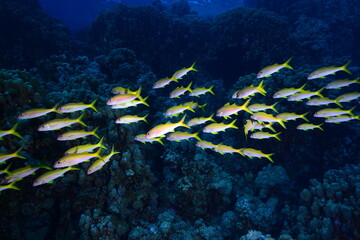 Fototapeta na wymiar Shoal of colorful fish in the tropical coral reef. Schools of fish in coral reefs. Corals, shoals of colorful fish. Red Sea, Egypt.