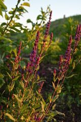 Salvia sunset
