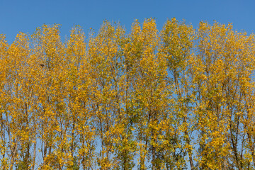 Poplar trees standing tall with beautiful yellow autumn foliage with blue sky in background