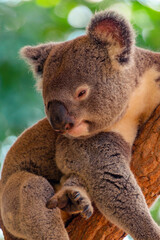koala on top of a tree at the zoo in australia