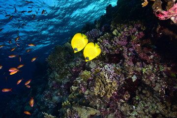 Fototapeta na wymiar Masked butterflyfish, Chaetodon semilarvatus in the blue waters of the Red Sea. Egypt.