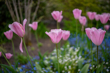 Flower Garden, Canada