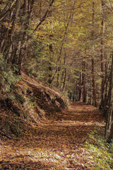 Obraz premium Wald Natur Herbst Bäume