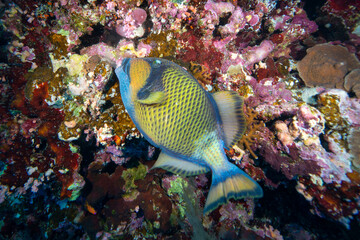 Naklejka na ściany i meble Red Sea reef fish. Giant Triggerfish in the blue waters of the Red Sea.