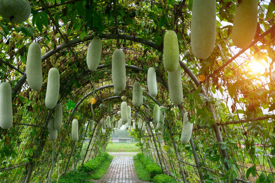 Wax Gourd or Benincasa hispida is the ivy plant is on the trellis with fruits are hanging from tunnel structure at the agriculture farm with sunlight background.