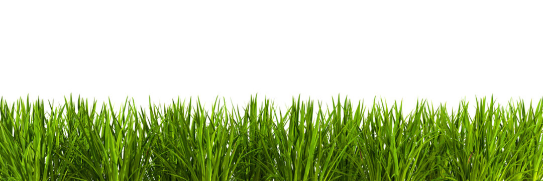 Greenery nature grass meadow landscaping cut out transparent backgrounds 3d rendering png file