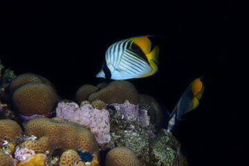 Red Sea coral fish. Lined Butterflyfish, Butterflyfish. Colorful coral reef fish. Egypt