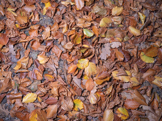 Blätter im Herbst