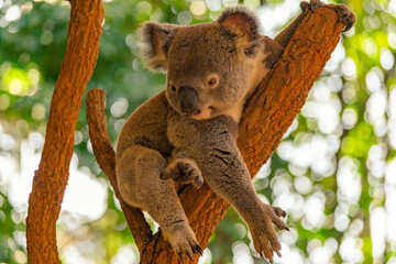 koala on top of a tree at the zoo in australia © Daniel