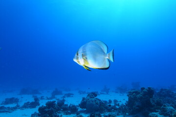 Fototapeta premium Red Sea Batfish. Red Sea coral fish. Colorful coral reef fish. Egypt.