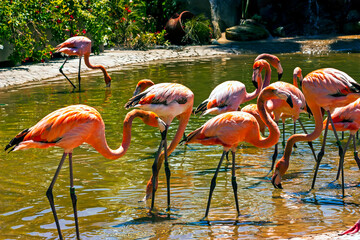 Flamingos in the water,California.
