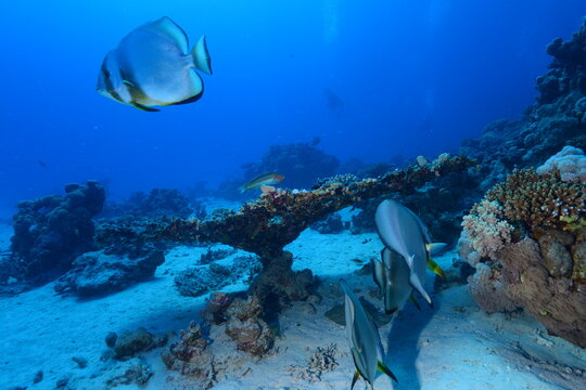 Red Sea Batfish. Red Sea coral fish. Colorful coral reef fish. Egypt.