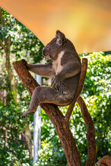 koala in national park