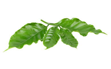 Arabica coffee leaf transparene png
