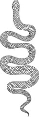 Lampropeltis triangulum vector.Sticker and hand drawn snake for tattoo.snake Reptile illustration.