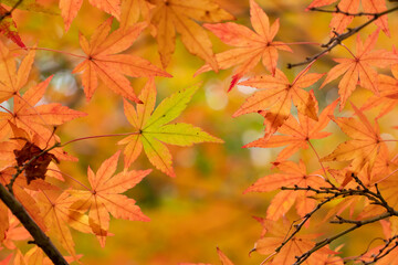 秋の山林　木漏れ日の日が当たる紅葉のモミジの葉・風に揺れるスローモーション・木漏れ日　アウトドア・ハイキング
